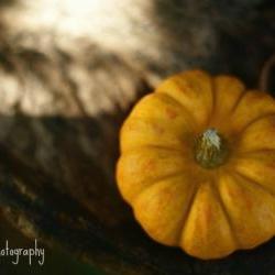 Pumpkin - 8x12 fine art photograph