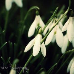 Spring Snowdrops - 8x10 fine art photograph