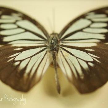 Butterfly Effect - 12x12 fine art photograph